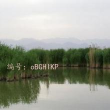 ָ